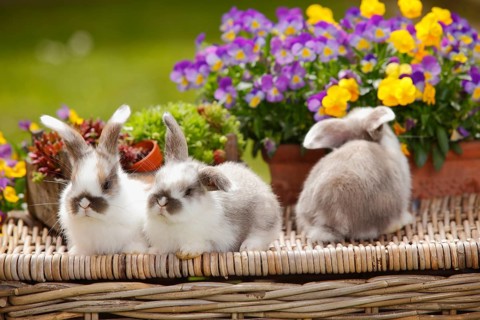 Dwarf ram rabbits