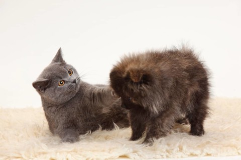 British Shorthair and Small Spitz