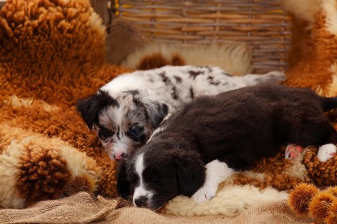 Miniature Australian Shepherd