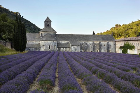 Cistercian abbey with lavender field