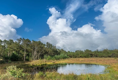 Moorland with lake near Henne Strand in the evening sun