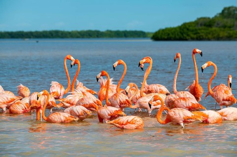 American flamingo