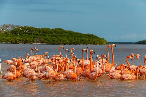 American flamingo