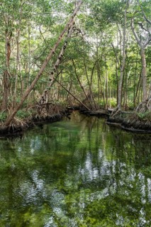 Mangoves in the Rio Celestun Unesco Biosphere Reserve