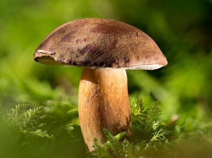 Chestnut boletus