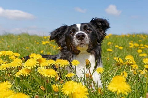Border collie lying in dandelion meadow