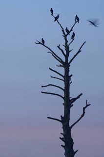 Cormorants