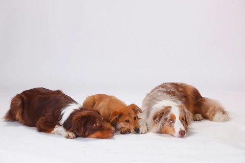 Australian Shepherds