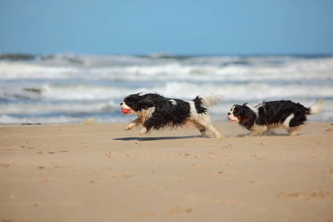 Cavalier King Charles Spaniel