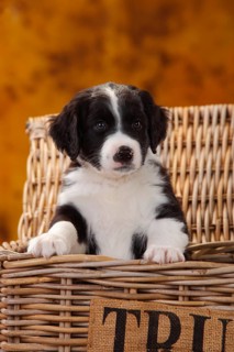Miniature Australian Shepherd