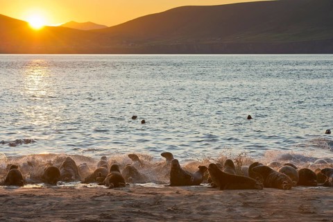 Seals at sunrise on the Great Blasket Islands
