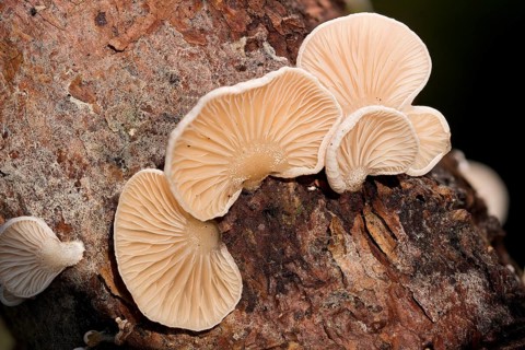 Common stump-foot