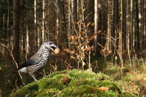 Spotted nutcracker