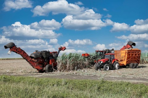 Sugar cane harvest with tractor and machine
