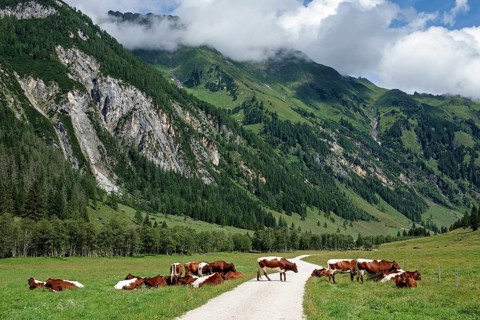 Cows in Seidlwinkltal