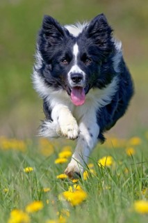 Border Collie running on a dandelion meadow