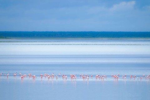 Greater Flamingo