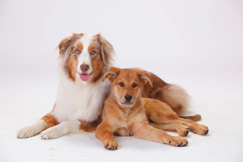 Australian Shepherd
