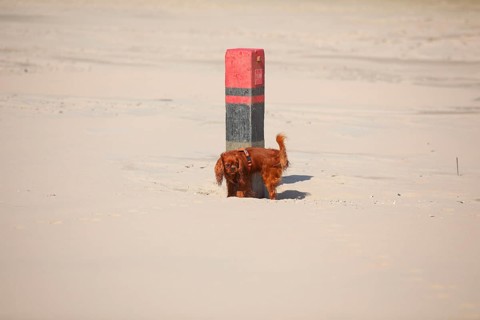 Cavalier King Charles Spaniel