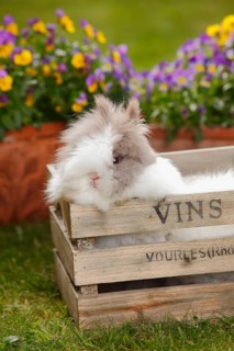 Teddy dwarf rabbit