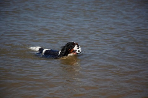 Cavalier King Charles Spaniel