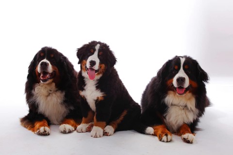 Bernese Mountain Dog