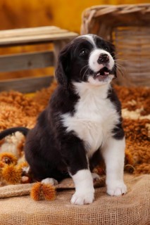 Miniature Australian Shepherd
