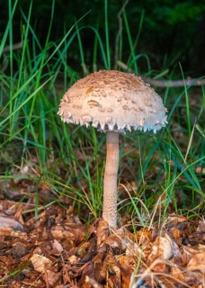 Parasol or parasol mushroom