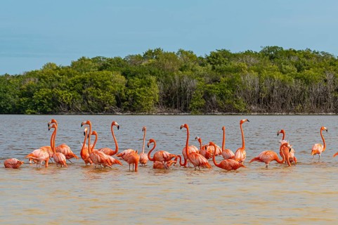 American flamingo