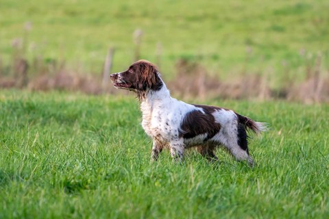 Hunting dog