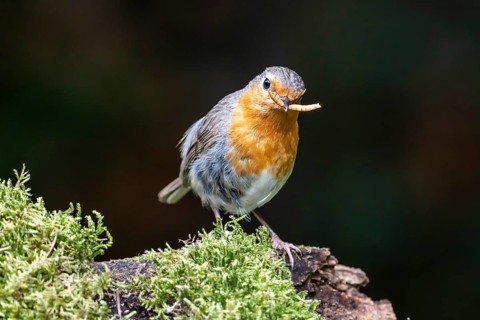 European robin
