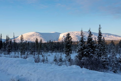 Snowy forest