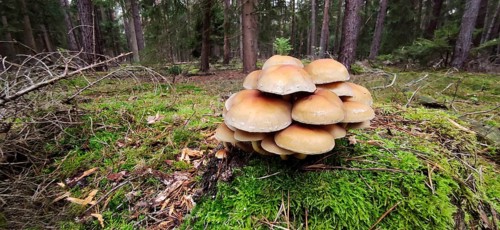 Sheathed woodtuft