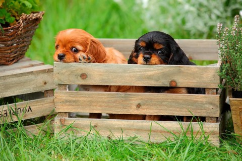 Cavalier King Charles Spaniel