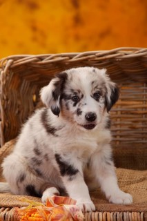 Miniature Australian Shepherd