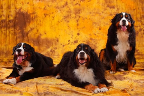 Bernese Mountain Dog