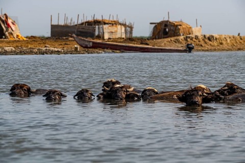 Water buffalos