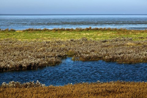 Salt marshes and North Sea