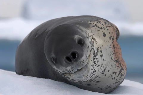 Leopard seal