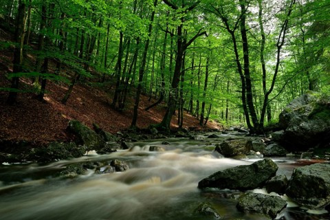 Stream course of the Hoegne