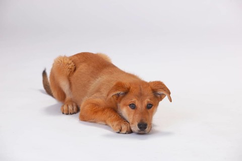 Harzer fox