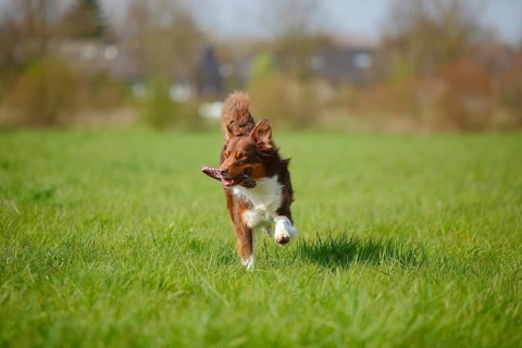 Australian Shepherd