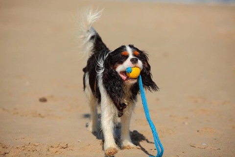 Cavalier King Charles Spaniel