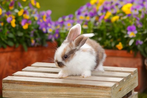 Dwarf ram rabbit