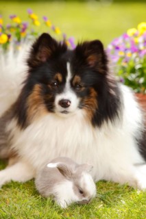 Mixed breed dog and dwarf ram rabbit