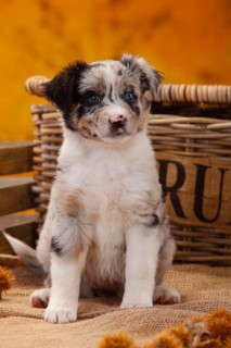 Miniature Australian Shepherd