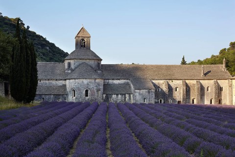 Cistercian abbey with lavender field