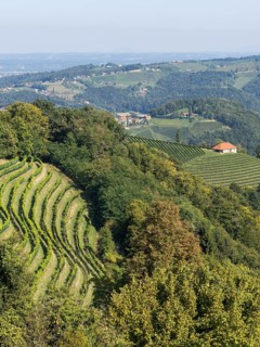 Hilly landscape with vineyards near Kitzeck im Sausal