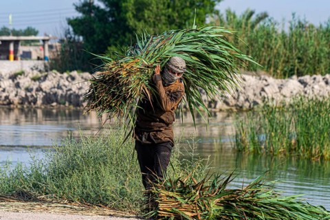 Marsh arab collecting reed