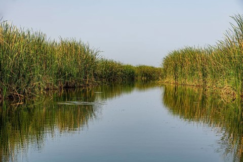 The Mesopotamian Marshes